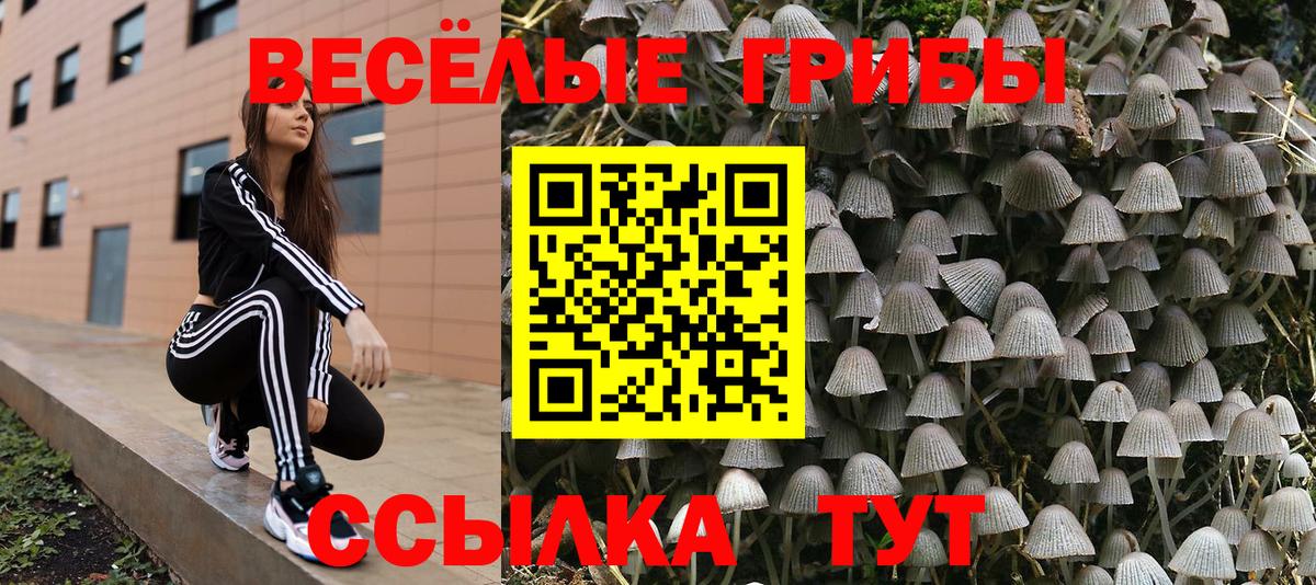 Псилоцибиновые грибы Psilocybe Пугачёв